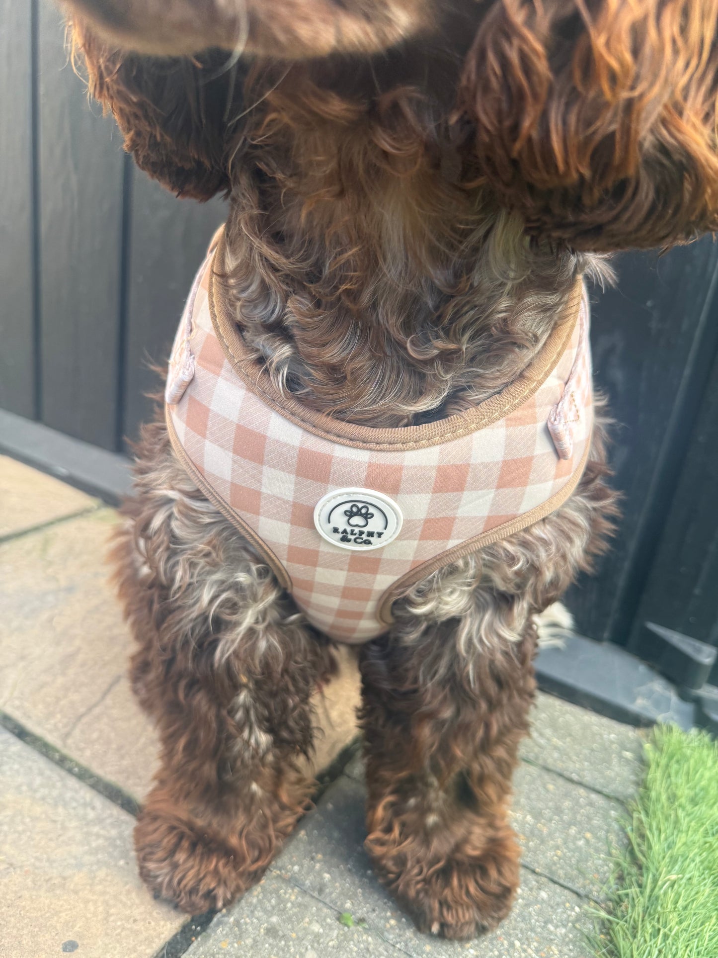 Adjustable Dog Harness- Rustic Check