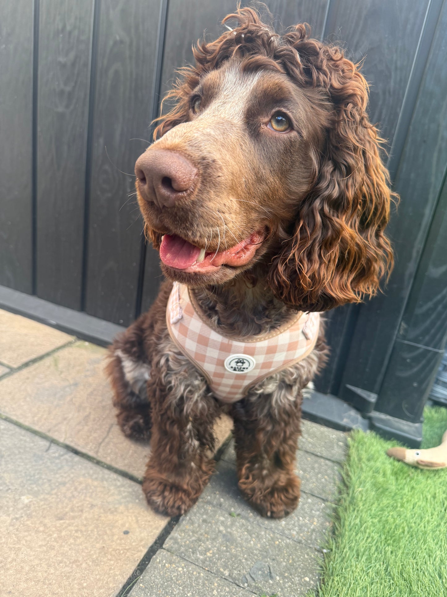 Adjustable Dog Harness- Rustic Check