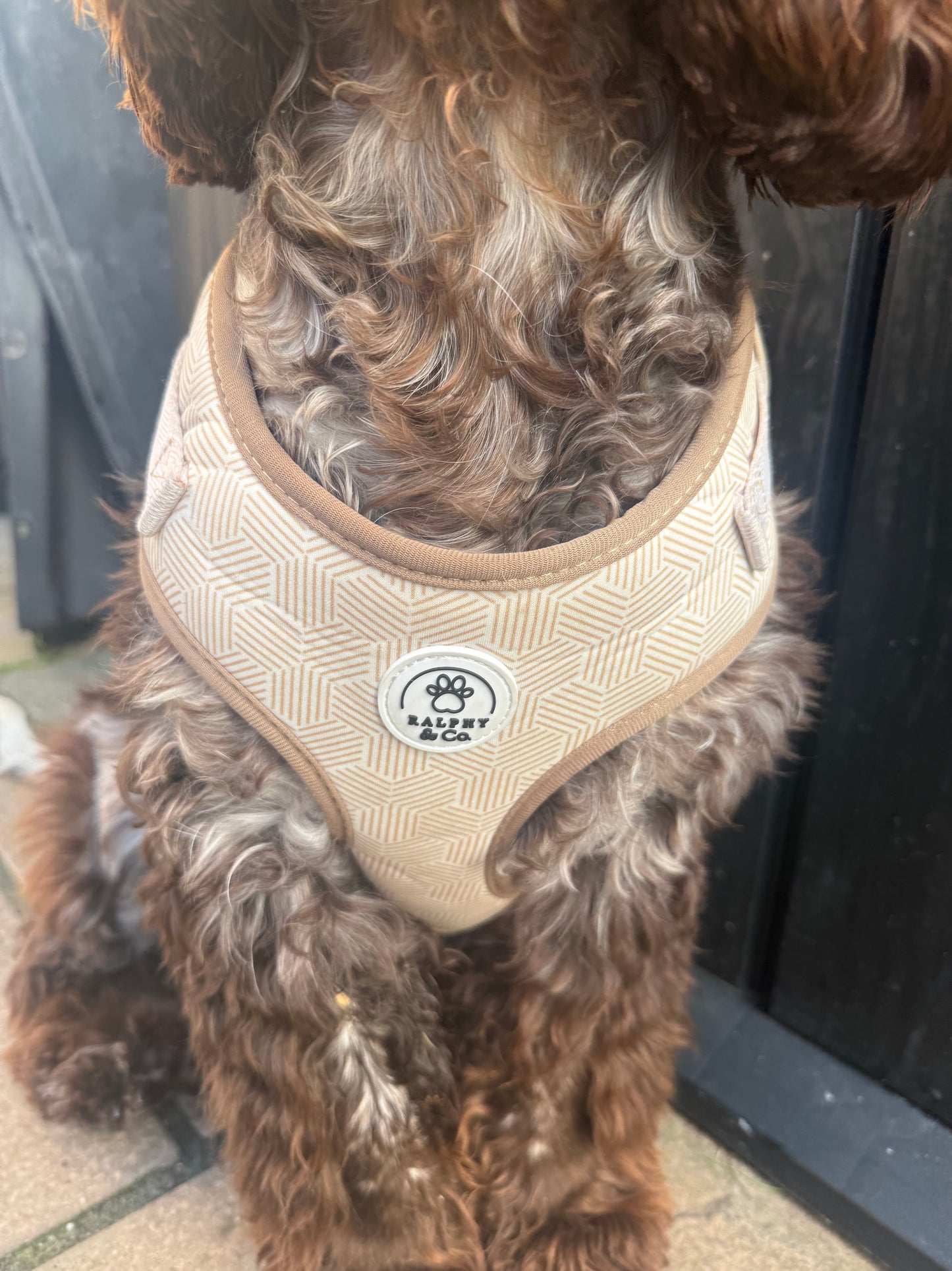 Adjustable Dog Harness- Desert Geo